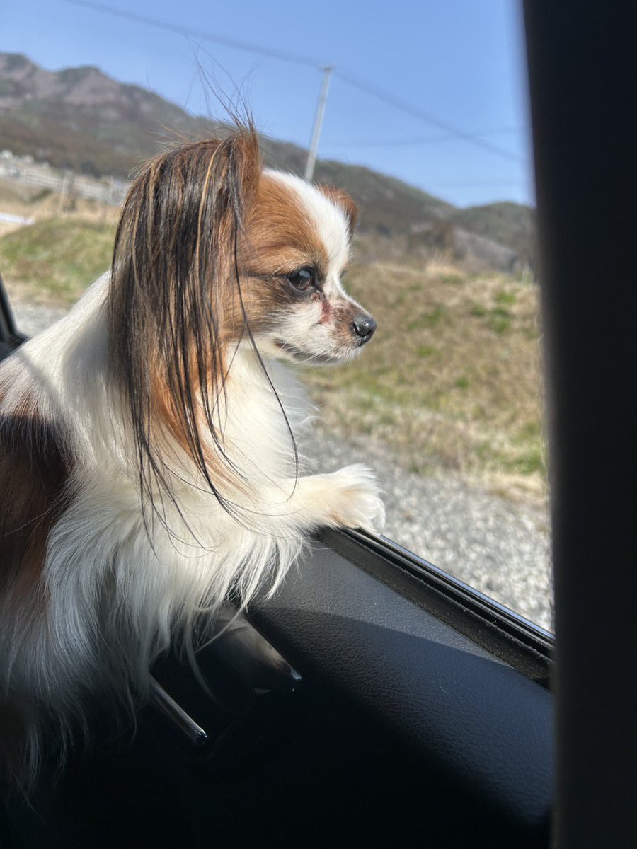 coco_cyoco's tweet photo. 海！
海写ってないけど笑
今年初の海だねぇ〜🩷

#パピヨン
 #チワワ 
#犬のいる暮らし https://t.co/Wv1LSLTins