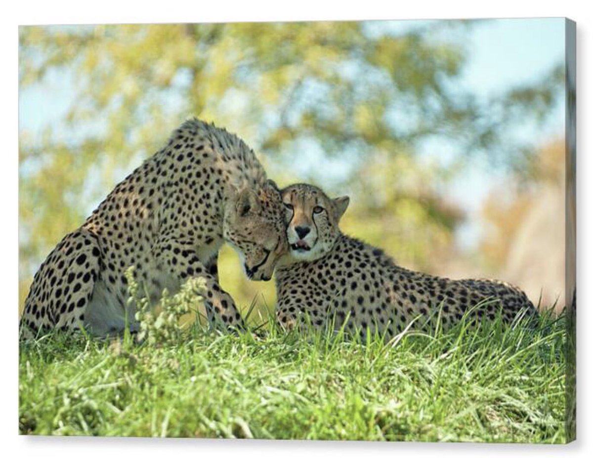 shonna99784's tweet image. Cheetahs Resting in Sunlit Grass shonnahawkinsphotography.com/featured/cheet…

Visit my shop link to see this piece available on canvas and more.

#Cheetahs #Resting #Sunlit #Grass #CanvasPrint #BuyIntoArt #ShonnaHawkins