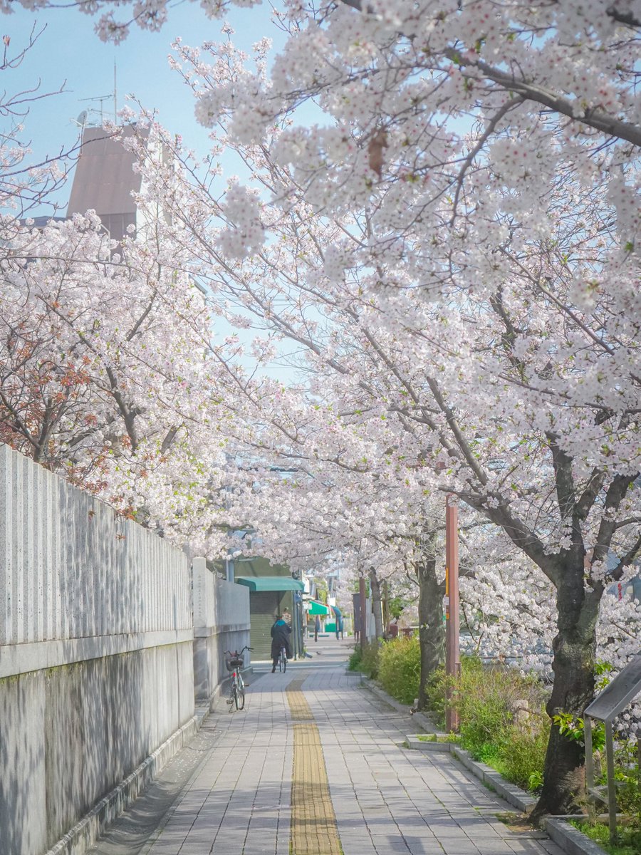 ひさびさに地元に帰省。
地元の桜もきれいでした。