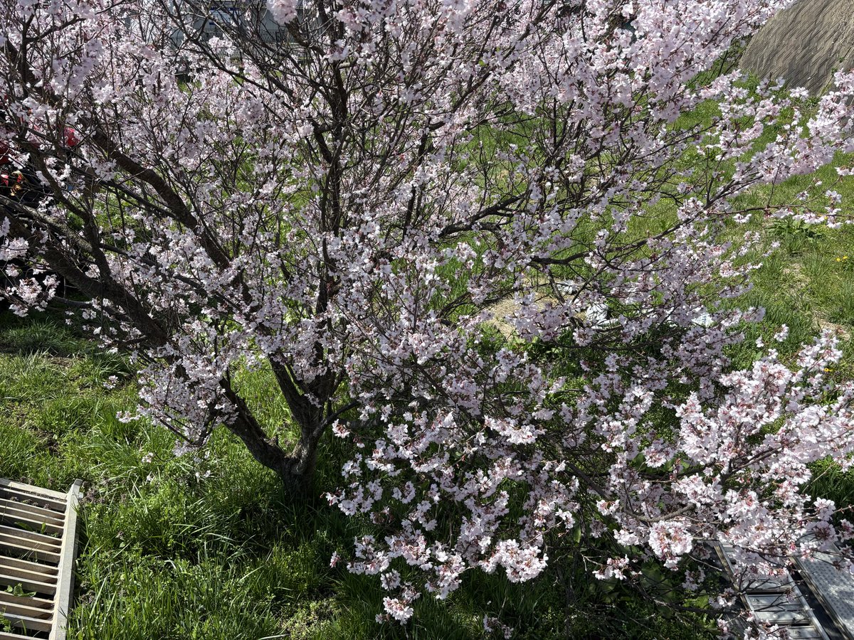 おいちゃん tweet media