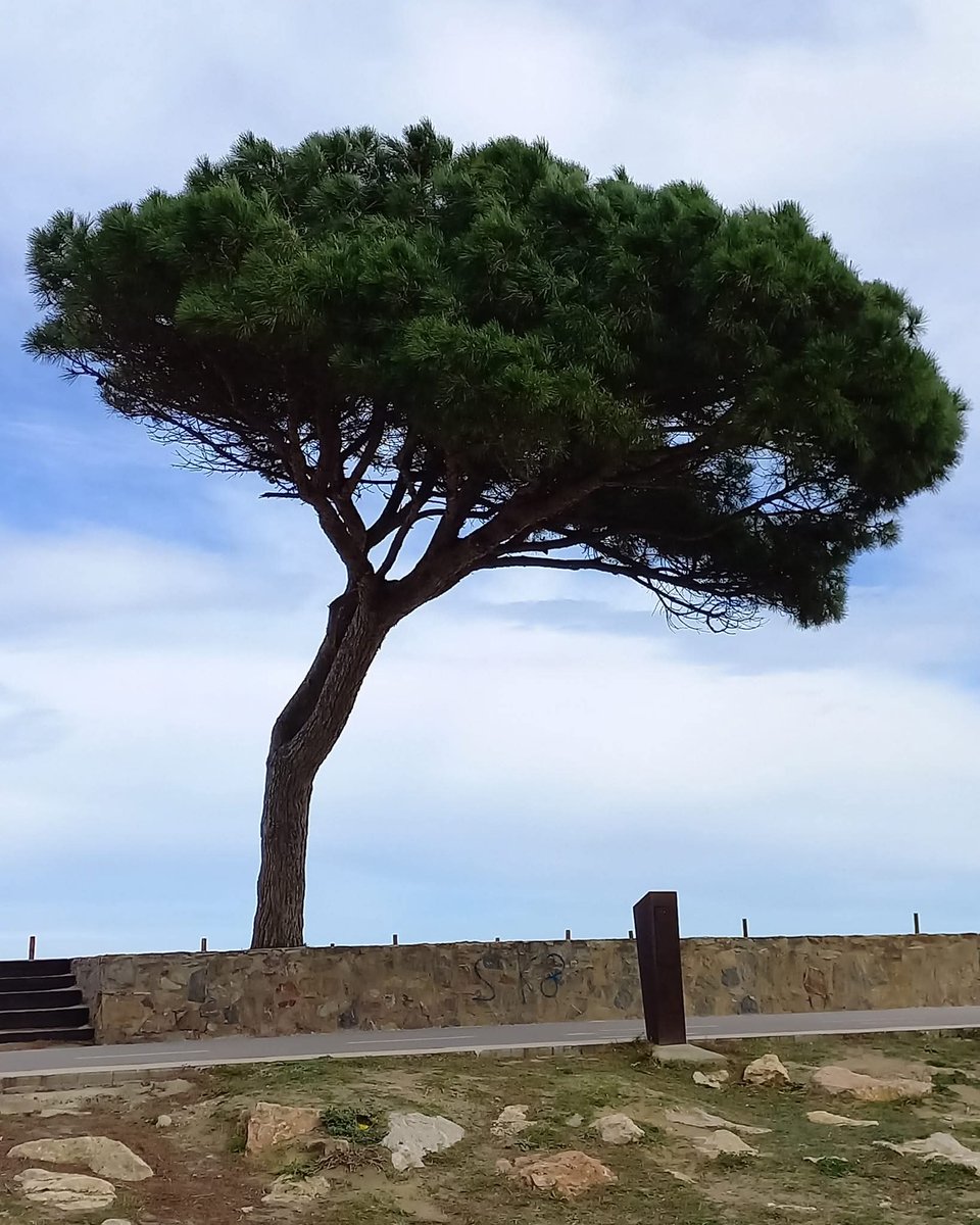 PaisatgesC's tweet image. Passejant per Catalunya. 
Castelló d'Empúries. #descobrircat #Empordà #costabrava