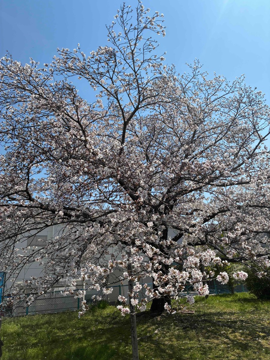 クンマー tweet media