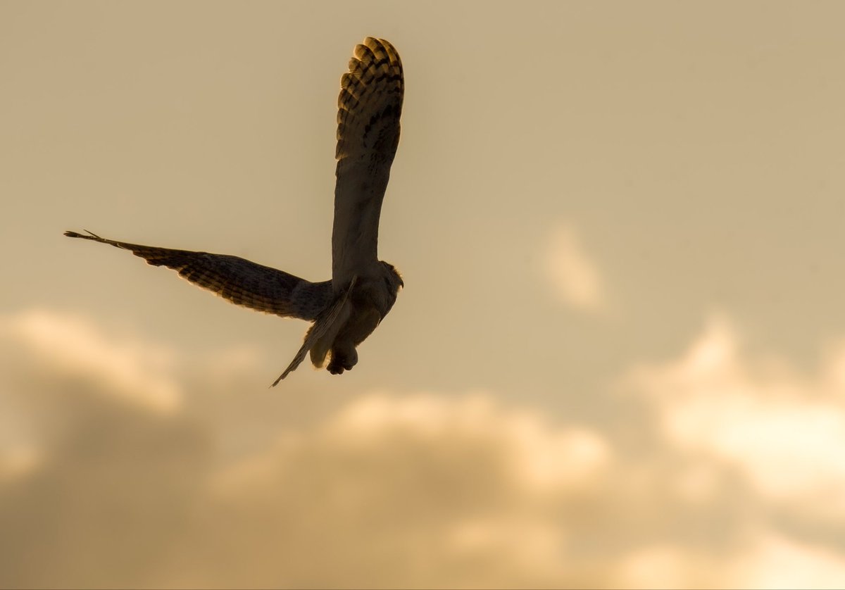 Dylan Bertholet tweet media