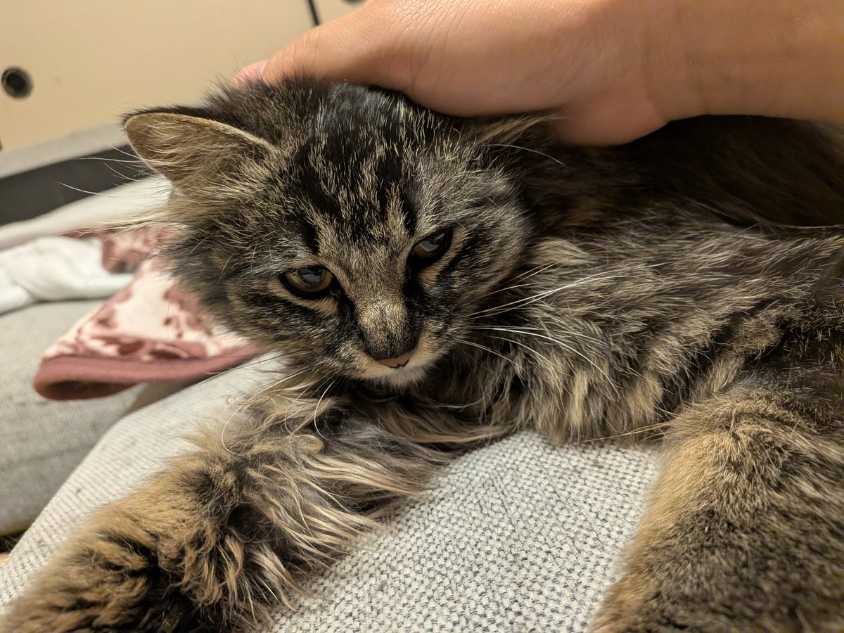 ツクロ店長よこた🐺@ウォーハンマー公式ショップ tweet media