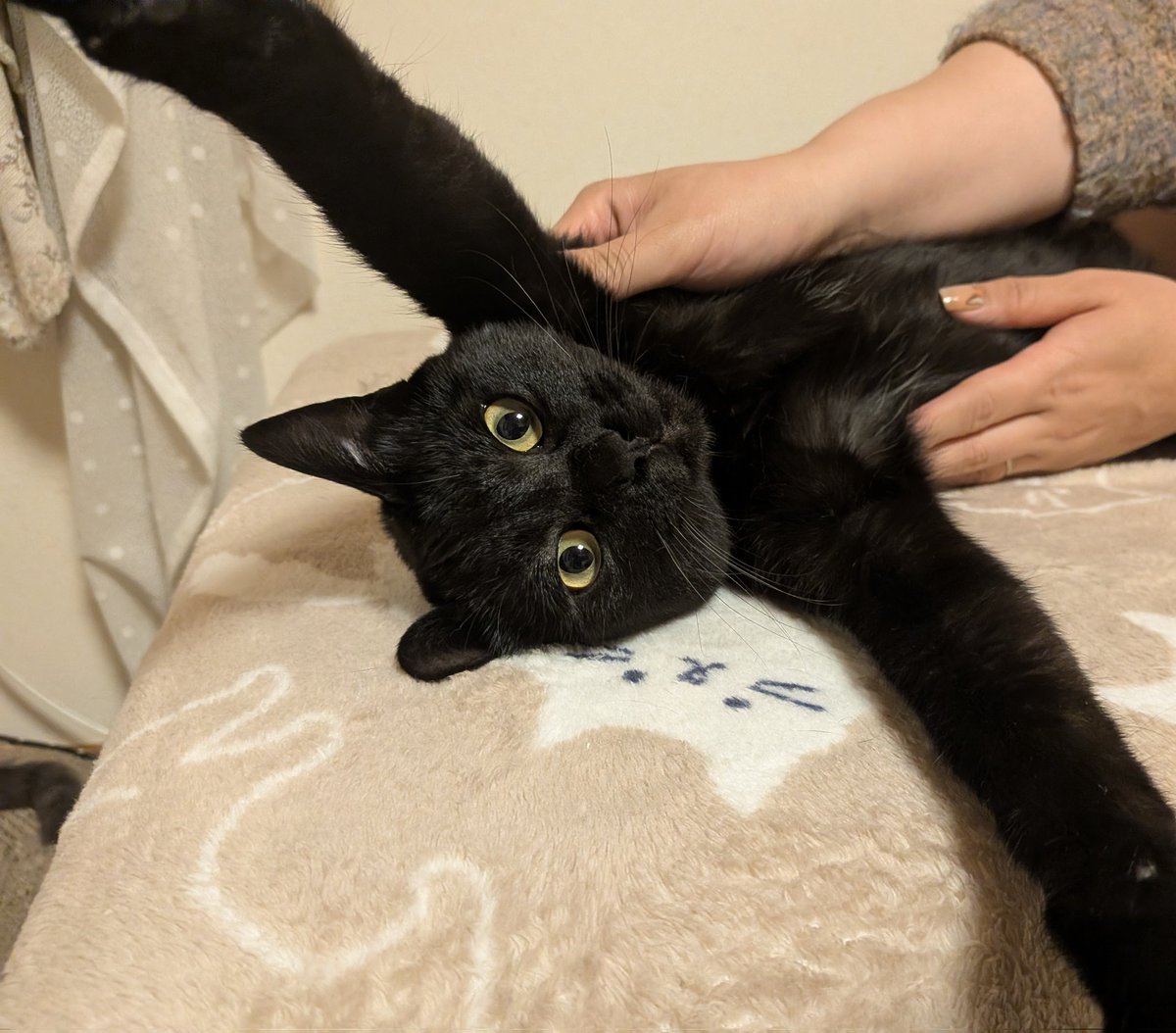 ツクロ店長よこた🐺@ウォーハンマー公式ショップ tweet media