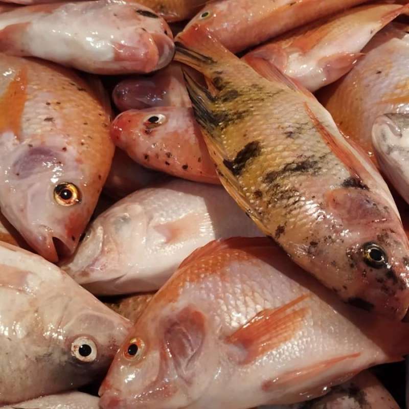 Warga Tipis Tipis tweet media