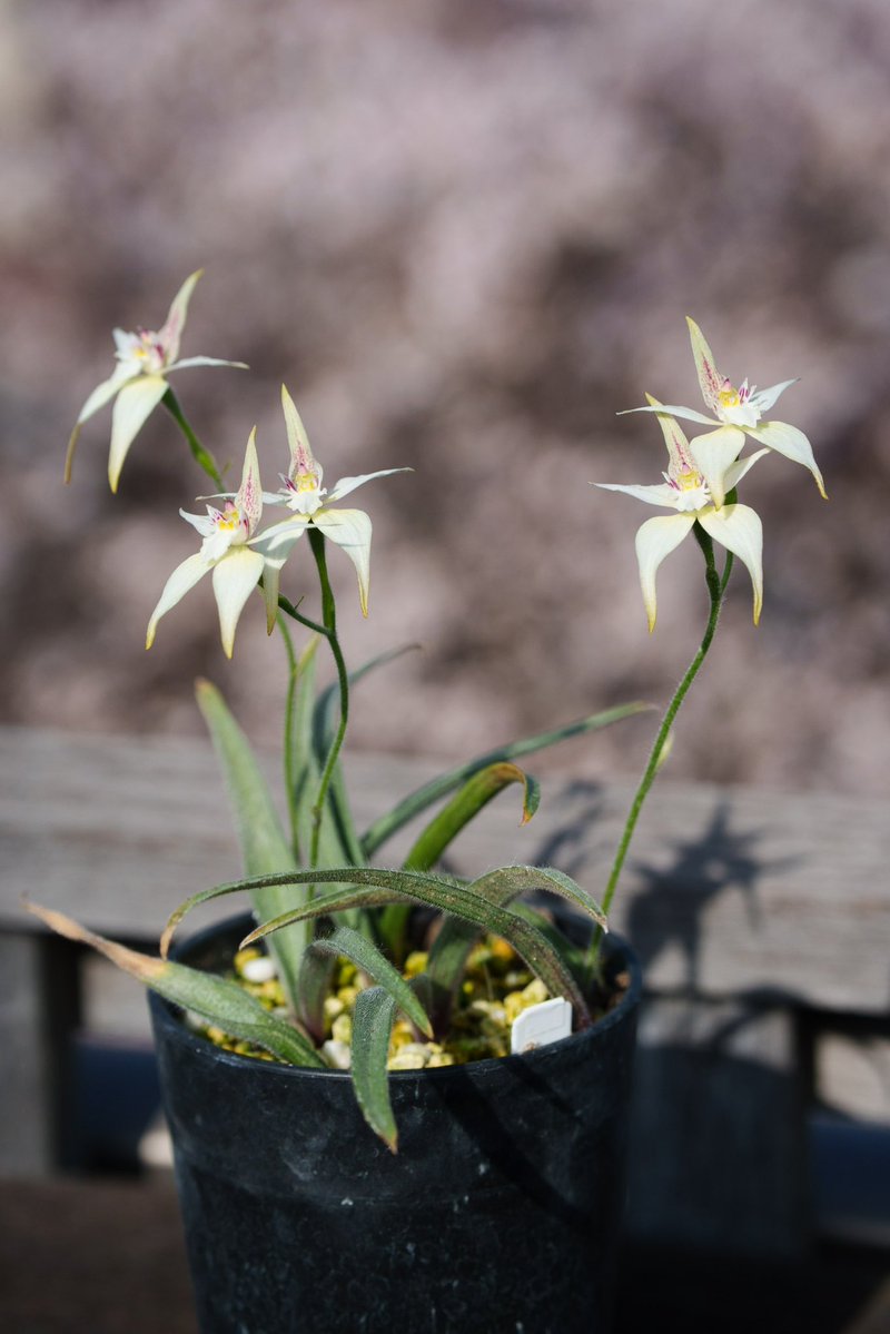 アウラパパ tweet media