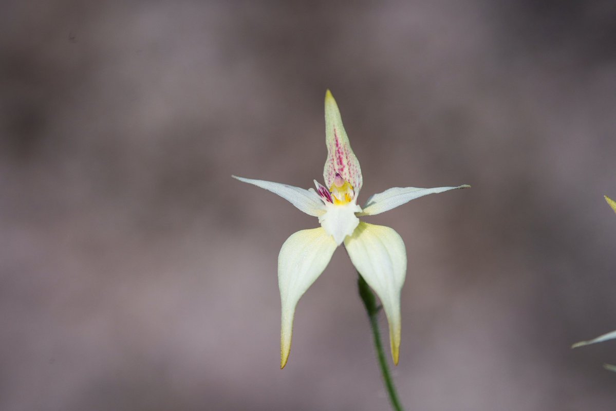 アウラパパ tweet media