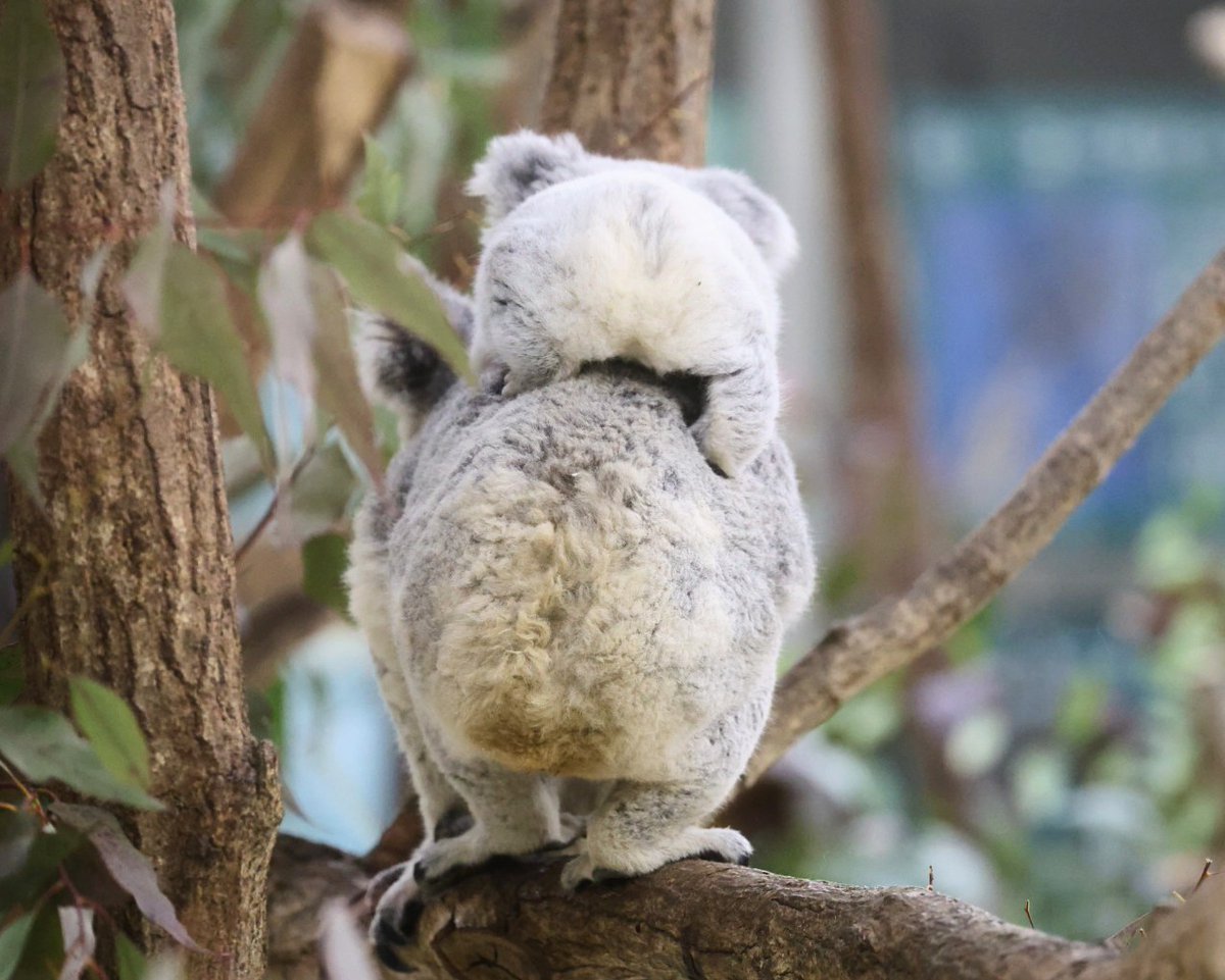 やまこじ tweet media