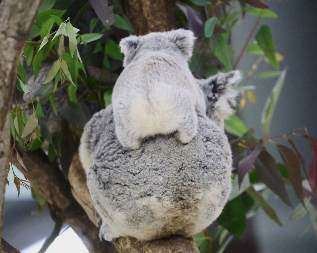 やまこじ tweet media