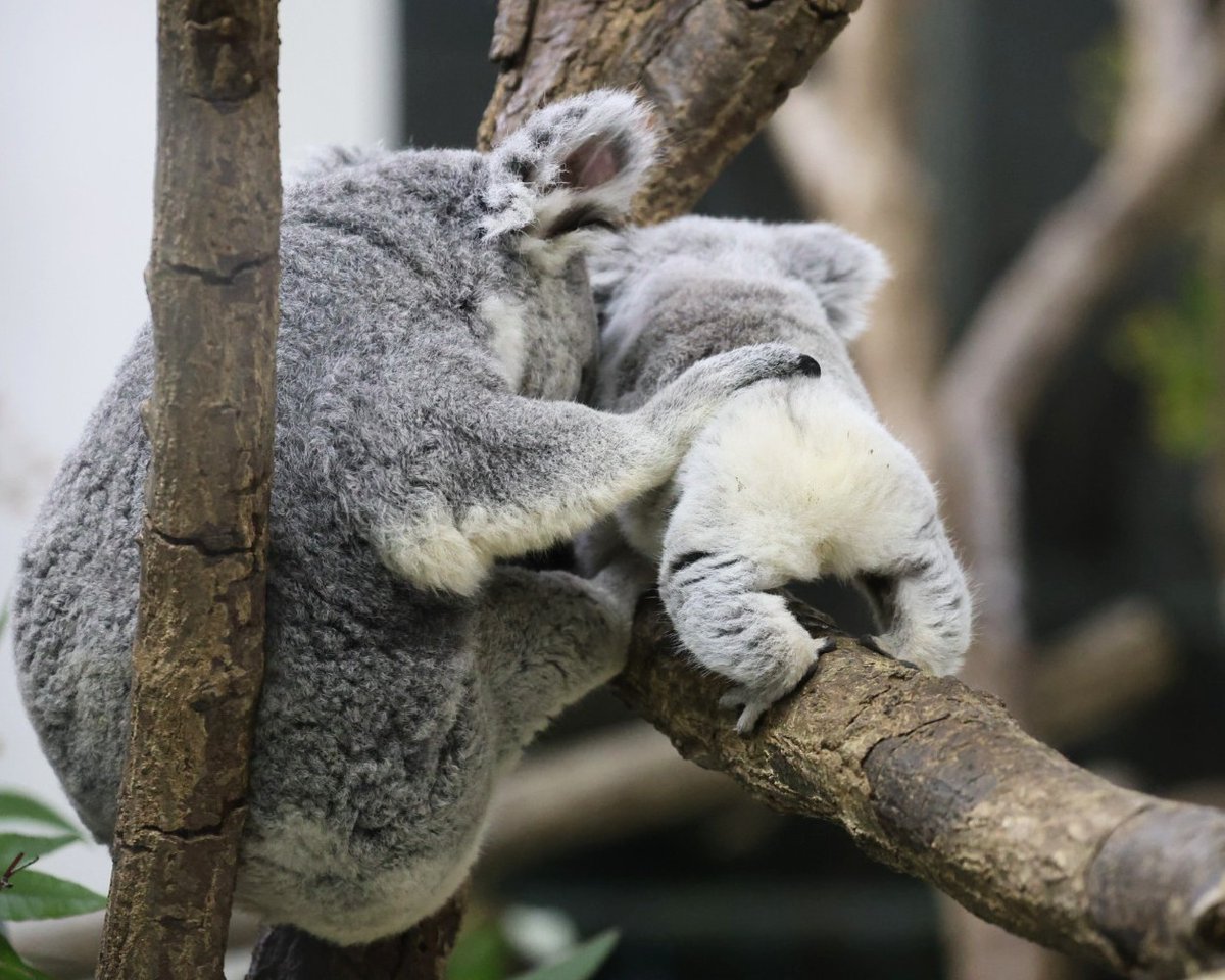 やまこじ tweet media