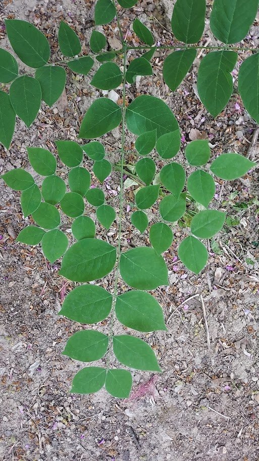 Bachicha en La Selva tweet media
