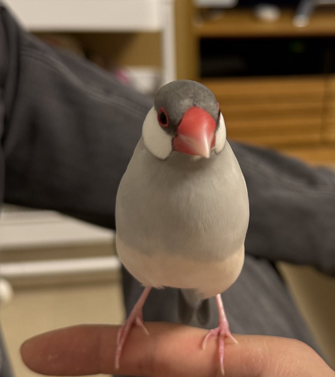 迷子文鳥むぎ tweet media