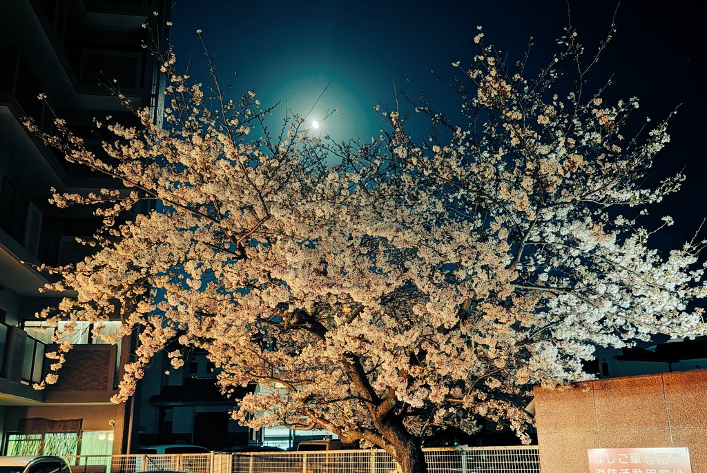 魂☆レッド！！ tweet media