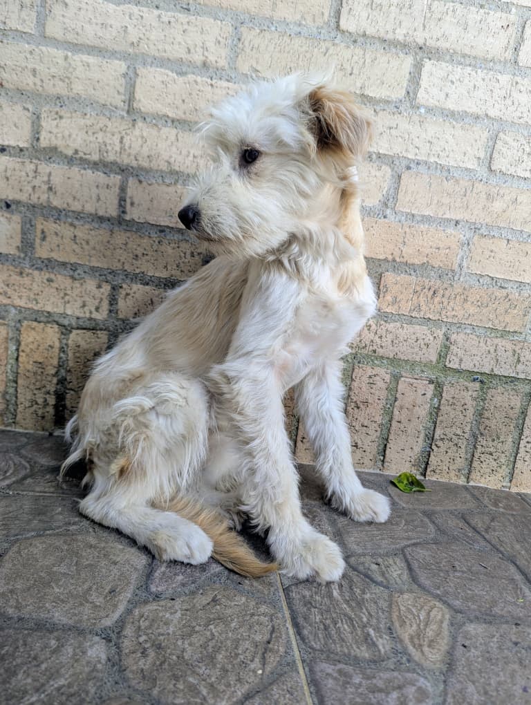 yaracalcagno's tweet photo. Difundo. Lily. En adopción responsable.🤗Noble, tranquila y amorosa. 11 meses. Hembrita. Sólo para Caracas. Contacto 04123003593. ❣️❣️ https://t.co/AYI70khily