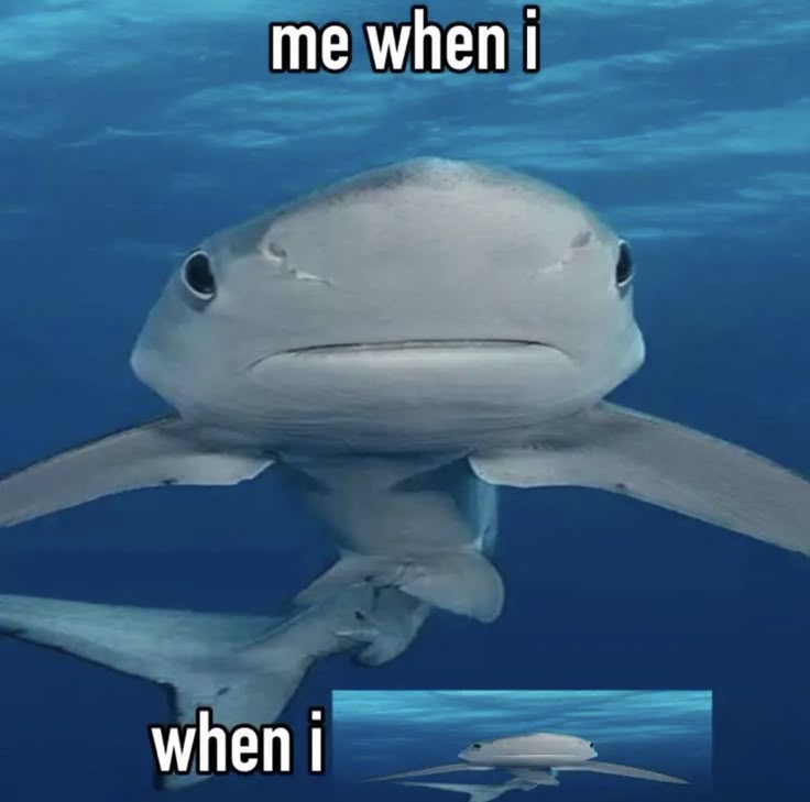 nico/eva tweet media