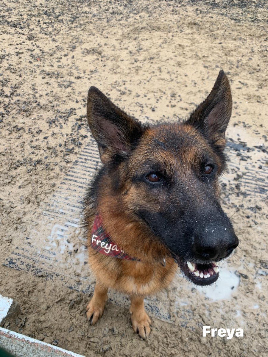 German Shepherd Rescue Elite ( GSRE ) tweet media