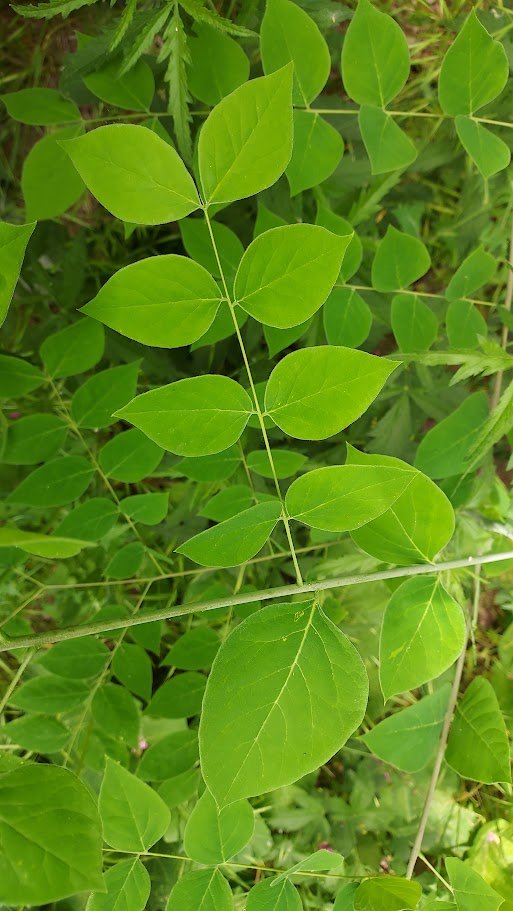 Bachicha en La Selva tweet media