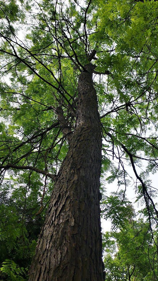 Bachicha en La Selva tweet media