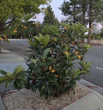there are loquats growing all over California and people seem to treat them like a decorative shrub and not like one of tastiest fruits on the planet  I'm taking a week off just to scavenge loquats while they're in season