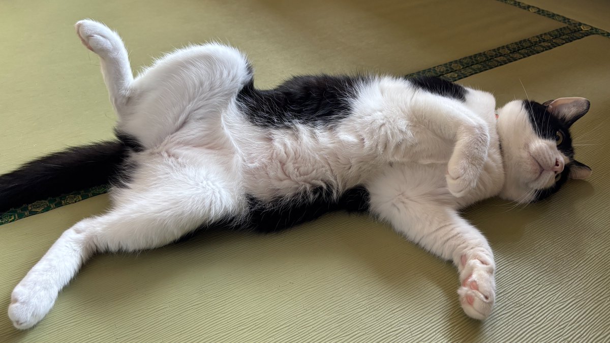 にゃんたまチャンネル@猫と遊べる温泉旅館 tweet media