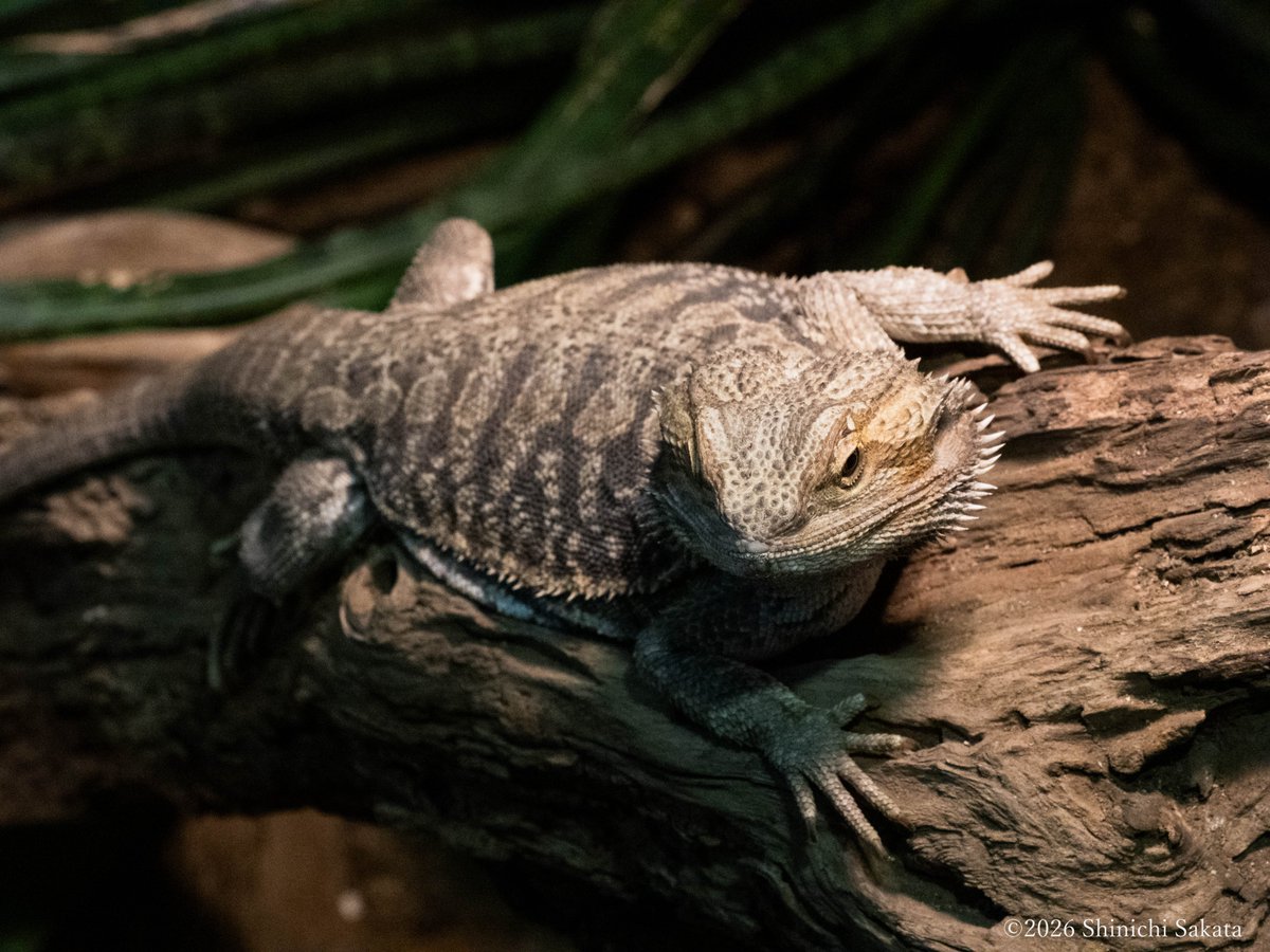 日立市かみね動物園のフトアゴヒゲトカゲさん。 名は体を表すという