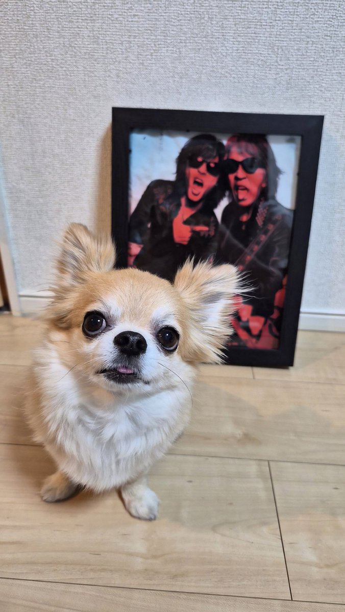 bz_ryohey's tweet image. ライブ音源のダイジェストが公開されてワクワクさんのなか、ワクワクさんをしてTシャツを額縁に入れてみました🤗
2バージョンだとどちらがよろしおすか🤔？
#Bz
#FYOP
#Tシャツ
#チワワが写りたがる