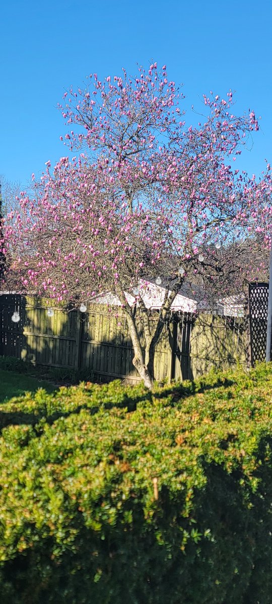 versagli's tweet photo. Hello japanese brothers and sisters. The weeping cherry and the cherry blossoms are flowering here in the United States. Tommorow is a good day for barbecue and watching the trees! https://t.co/qvxvlHLNpp