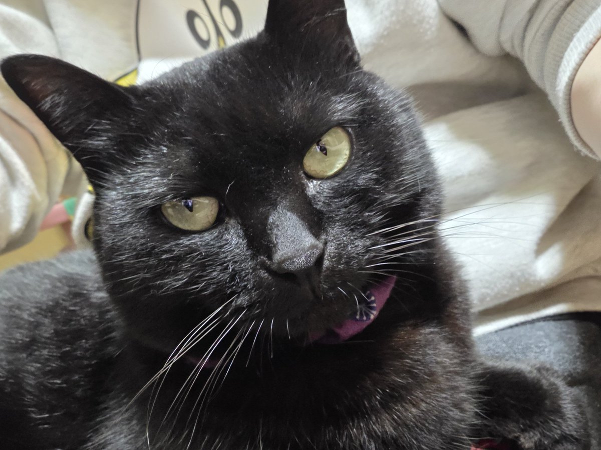 💜RAY💜 tweet media