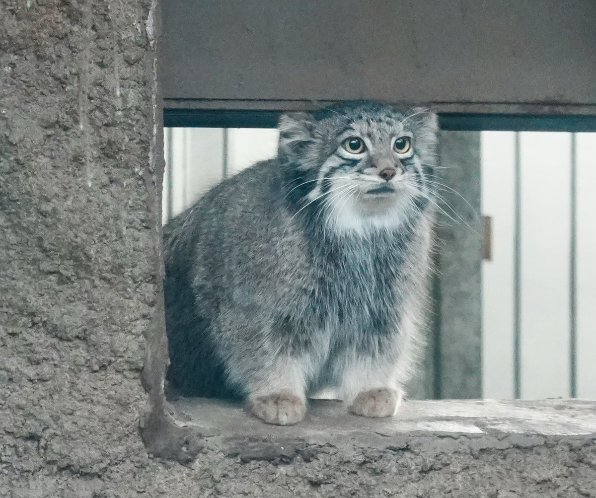 Yoshi.teru416🥚 tweet media