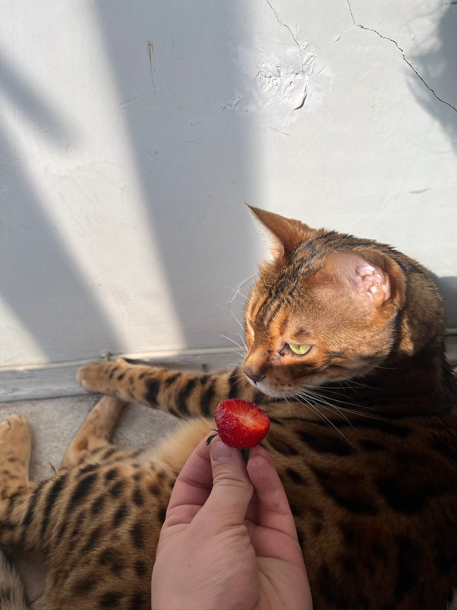 Chartophylax MD tweet media