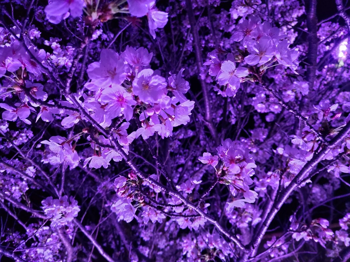日中の桜も綺麗だけど夜の桜も良いよね🌸(2枚目は近くの駅付近で撮ったやつ)