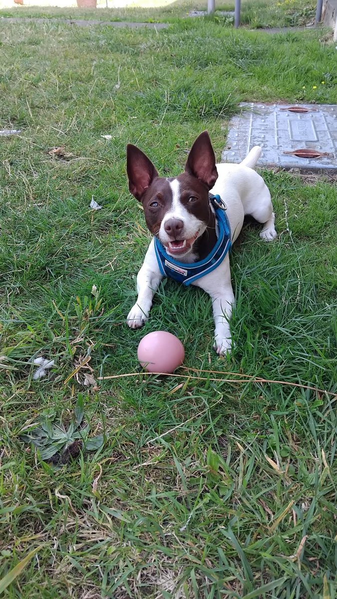 AdamthePatriot(toffee) tweet media