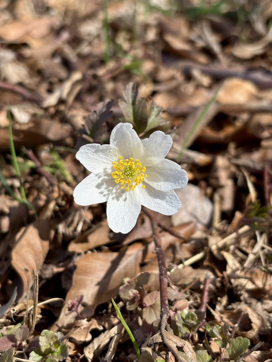 Fusseltroll tweet media