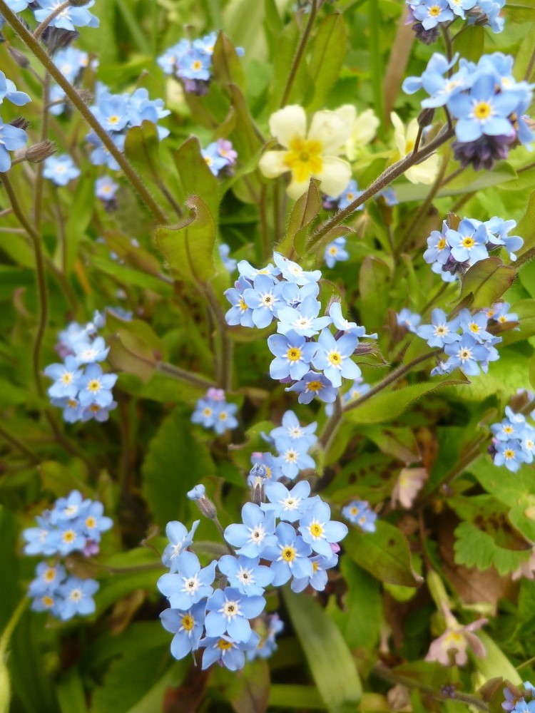 CommunityGdnsLondon tweet media