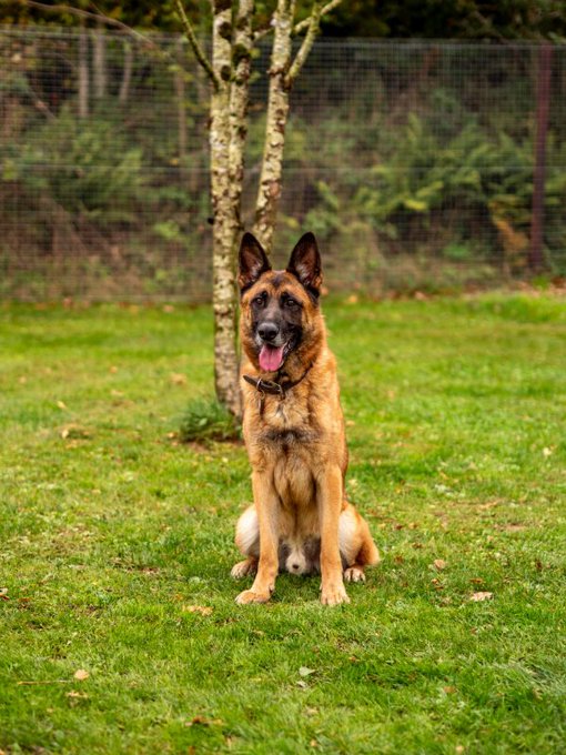German Shepherd Rescue Elite ( GSRE ) tweet media