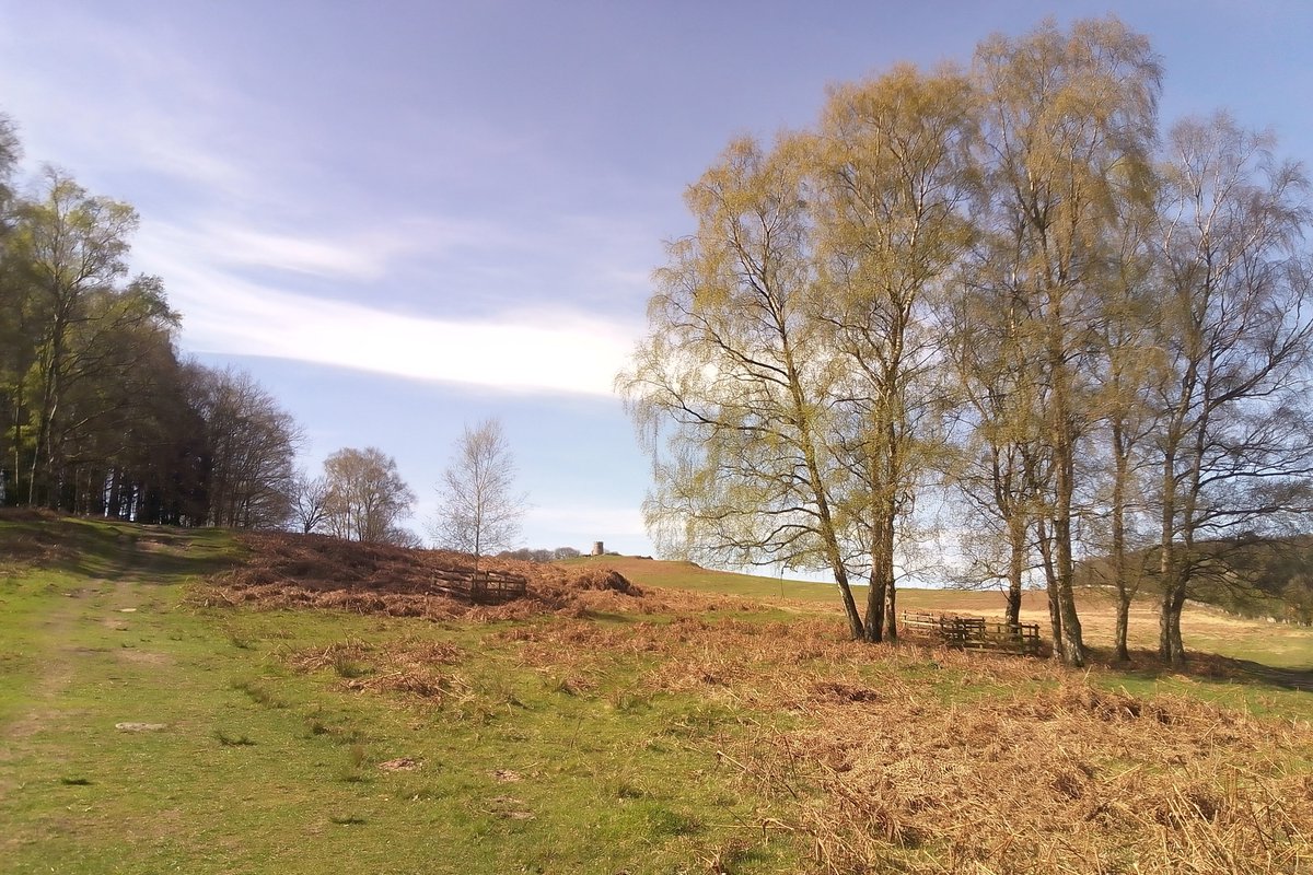 Day off running today: enjoyed a Bank-Holiday hike in the sun instead. 🚶🏽‍♀️ Fourteen and a half miles to, around and back from the local deer park. Glorious.