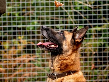 German Shepherd Rescue Elite ( GSRE ) tweet media