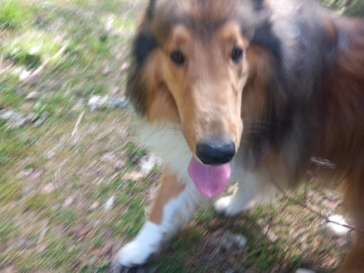 Sir Lucien Barkalot & Gavriel - The IT Collies tweet media