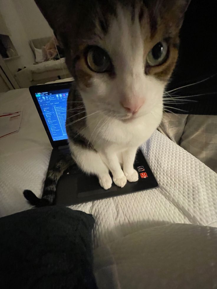 PlayerKnown tweet media