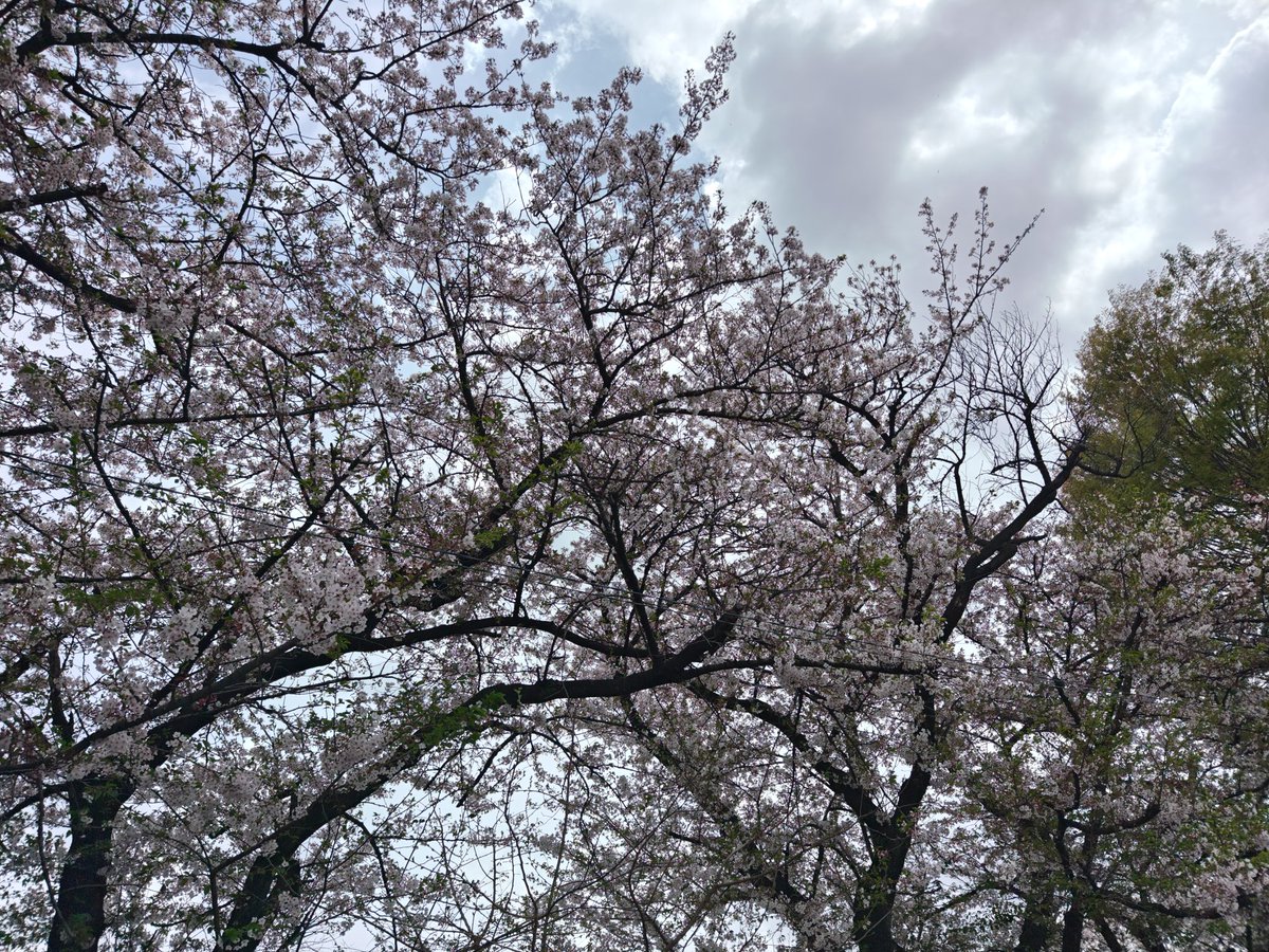 取り締まられ役 tweet media