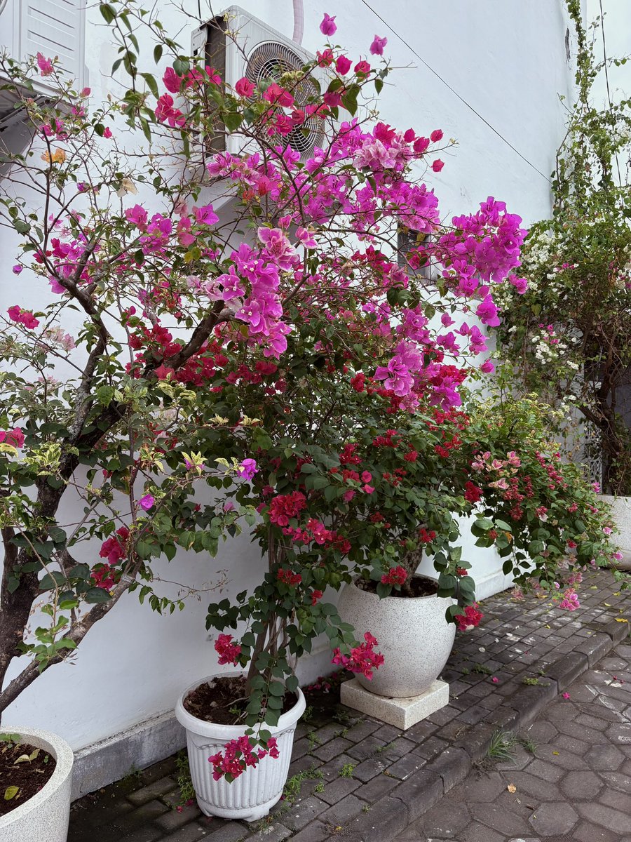 Nisa🐾🍳 tweet media