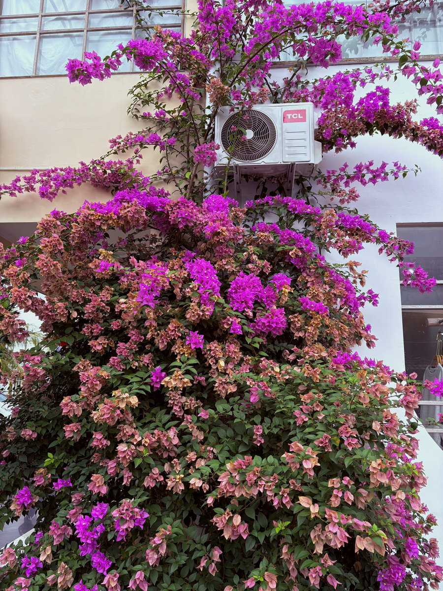 Nisa🐾🍳 tweet media