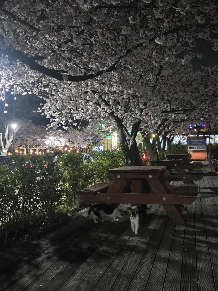 나의 툭툭이🐢 tweet media