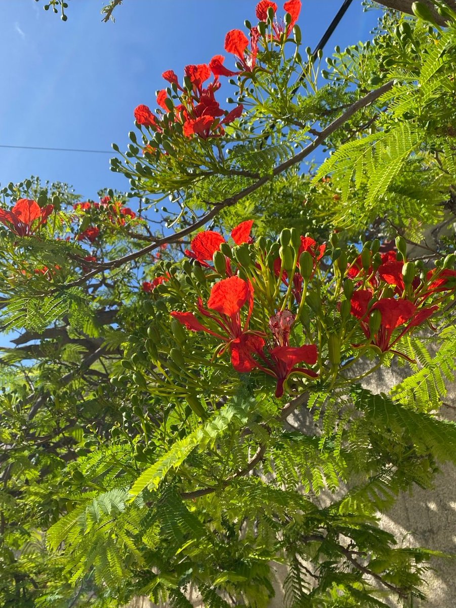 #SaveSheikhJarrah 🇵🇸🔻Refugees welcome 🖤 tweet media