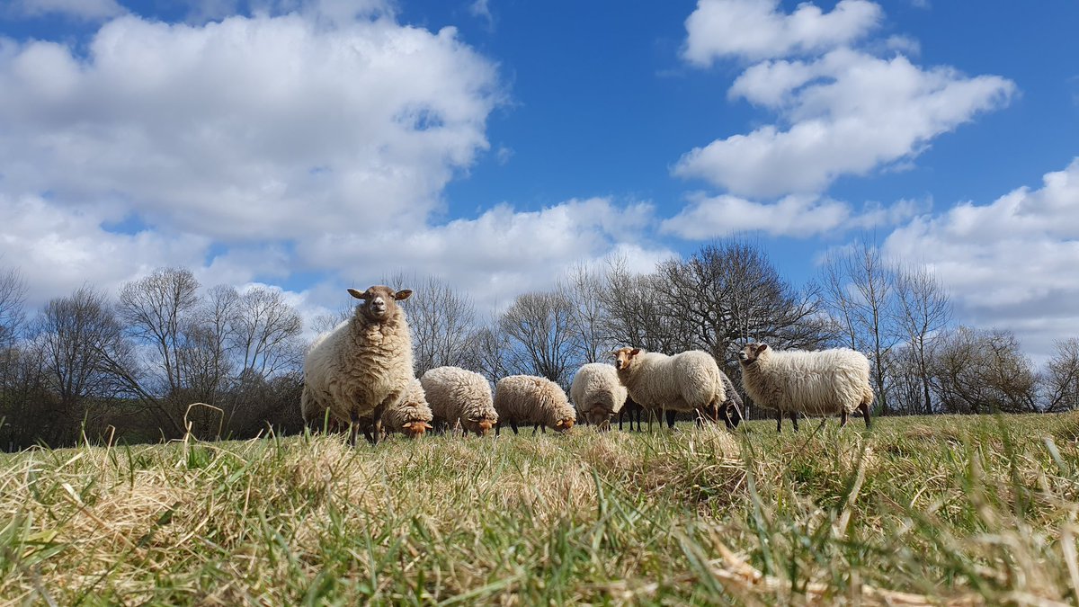 RAWarnau's tweet photo. 🌳 🐑 🚜 🌱 🐾 🤠 ☀️ https://t.co/ZBwnnrSKz2