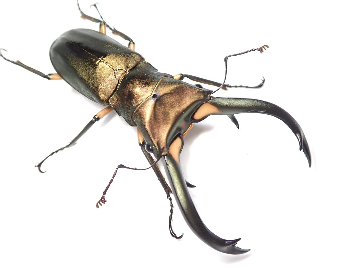 STAG_BEETLE_JAPAN tweet media