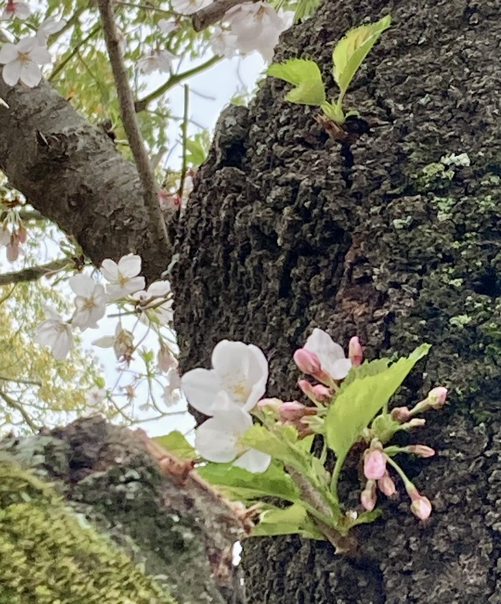 asanoha53's tweet photo. 桜の若木を多く見かける。戦後、安寧な時代を願って植樹した桜を、また新たな樹へと植替えたのだと思う。若木の初々しさが可愛らしいが、大木の苔むした樹肌の小さな花芽と、此方に手を伸ばす��うに枝がしなり花を付ける樹姿も美しい🌸風の中に植物の息づく香りがするのも、春を迎えて愛おしく思う☘️ https://t.co/cMpNgKGTLU
