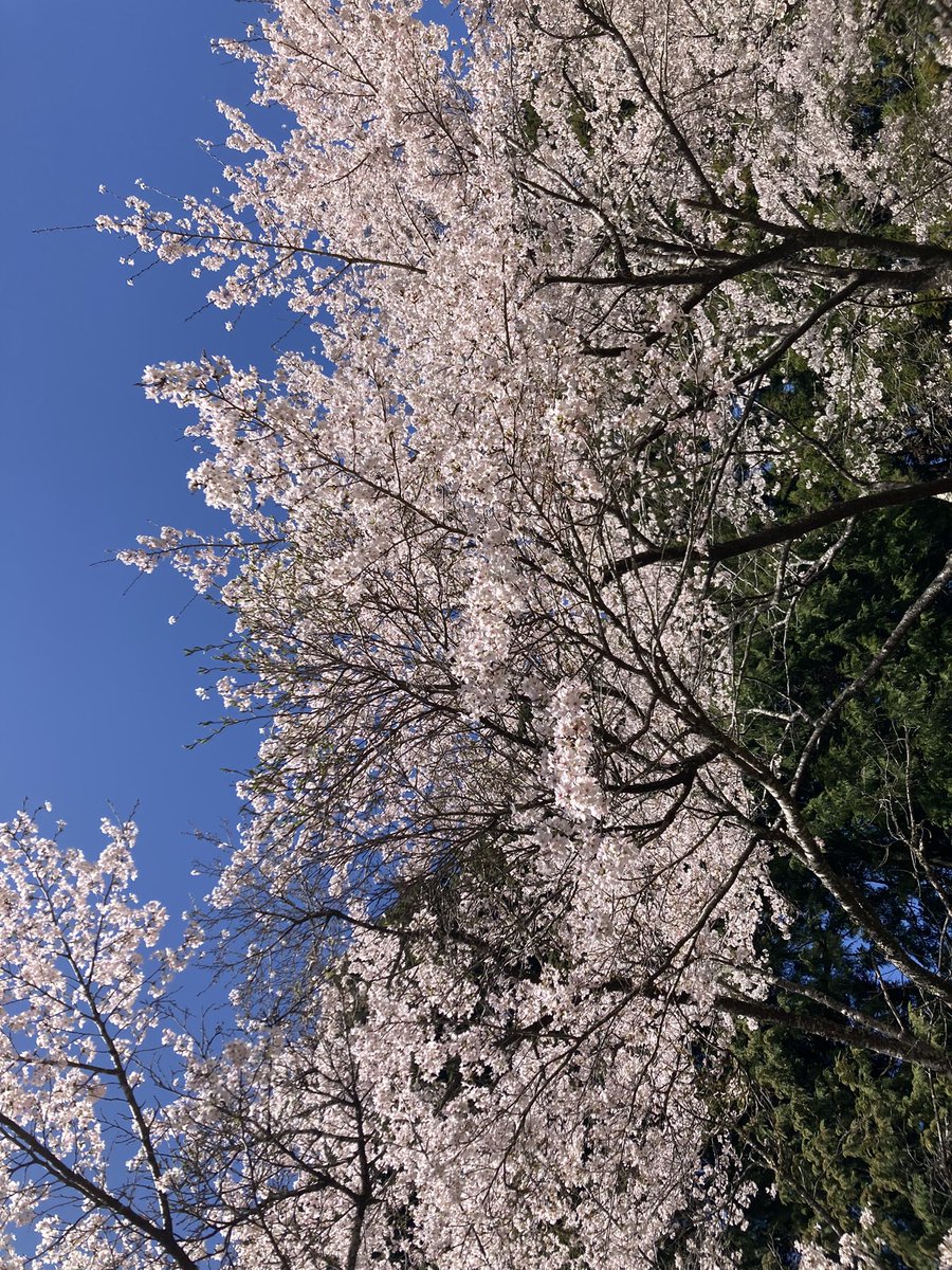 asanoha53's tweet photo. 桜の若木を多く見かける。戦後、安寧な時代を願って植樹した桜を、また新たな樹へと植替えたのだと思う。若木の初々しさが可愛らしいが、大木の苔むした樹肌の小さな花芽と、此方に手を伸ばす��うに枝がしなり花を付ける樹姿も美しい🌸風の中に植物の息づく香りがするのも、春を迎えて愛おしく思う☘️ https://t.co/cMpNgKGTLU