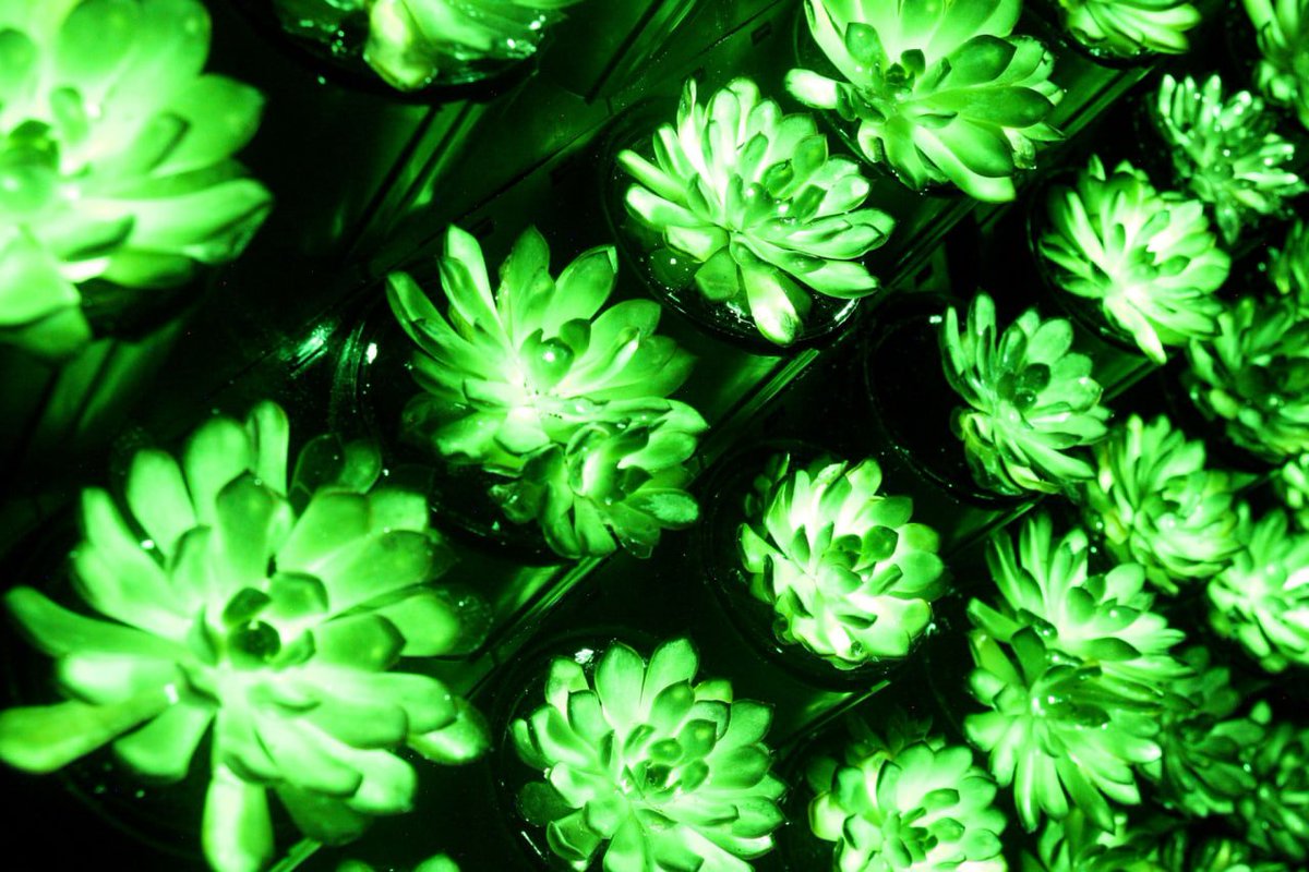 Aura Sabia tweet media